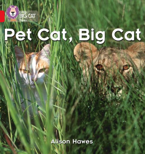 Pet cat, big cat